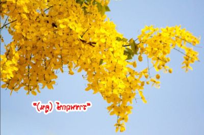 100 เมล็ด เมล็ดพันธุ์ ราชพฤกษ์ หรือ ต้นคูณเหลือง ดอกคูน สีเหลือง 1 ในไม้มงคล ดอกไม้ประจำชาติไทย Seed