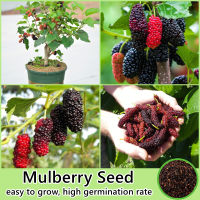 200เมล็ด/ห่อ เมล็ดพันธุ์ มัลเบอร์รี่ Mulberry Seed Fruit Seeds for Planting Plants เมล็ดพันธุ์ผลไม้ เมล็ดบอนสี พันธุ์ไม้ผล ต้นบอนสี ต้นไม้กินผล ต้นผลไม้ บอนไซ ต้นไม้มงคล ต้นพันธุ์ผลไม้ ต้นไม้จริง ต้นบอนไซ ต้นไม้แคระ เมล็ดพันธุ์พืช ปลูกง่ายปลูกได้ทั่วไทย