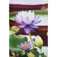 ( PRO+++ ) โปรแน่น.. โปสเตอร์ รูปถ่าย ดอกบัว วิว ธรรมชาติ Landscapes Nature POSTER 24”x35” Inch Lotus Water Lily Leinwandbild Pink Photo Siam ราคาสุดคุ้ม วอลเปเปอร์ วอลเปเปอร์ ติด ผนัง วอลเปเปอร์ สวย ๆ วอลเปเปอร์ 3d