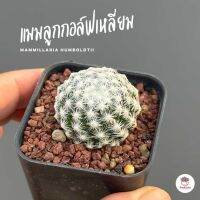 แมมลูกกอล์ฟเหลี่ยม Mammillaria Humboldtii แคคตัส กระบองเพชร cactus&amp;succulent