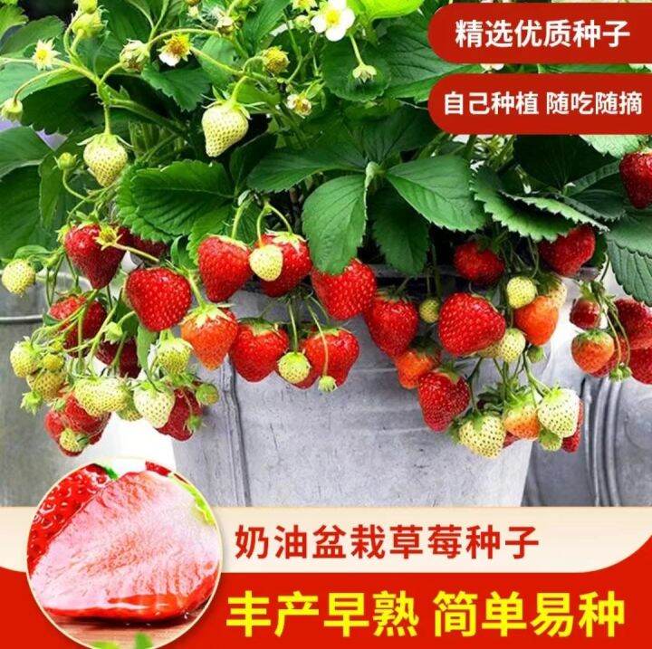 Cream strawberry seeds planted throughout the year, fruit seeds, white