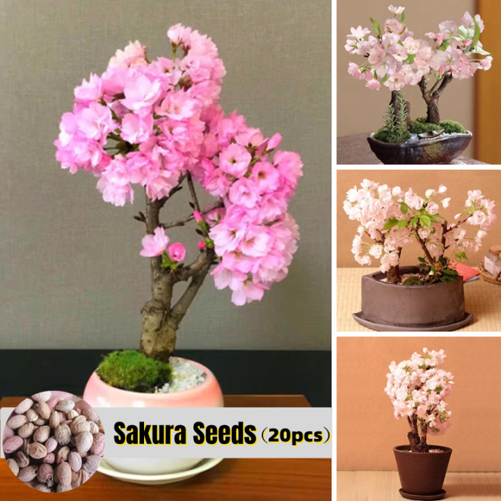 20seeds/pack Japanese Sakura Seeds Flower Seeds for Gardening Cherry ...