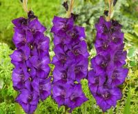 10 หัว แกลดิโอลัส (Gladiolus) หรือดอกซ่อนกลิ่นฝรั่ง สีม่วง เป็นดอกไม้แห่งคำมั่นสัญญา ความรักความผูกพัน