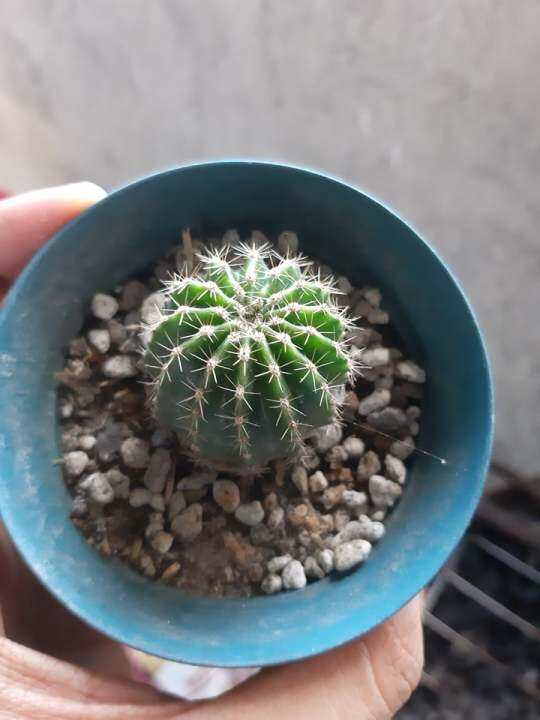 crown cactus | Lazada PH