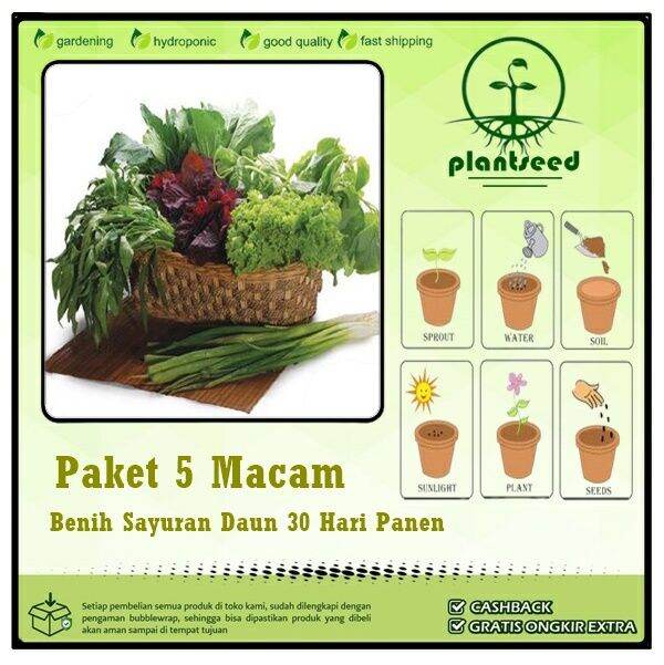 Paket 5 Macam Benih Sayuran Daun 30 Hari Panen Bayam Kangkung Sawi ...