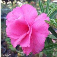 10 เมล็ด เมล็ดพันธุ์ Garden ชวนชม สายพันธุ์ Taiwan ดอกสีชมพู Adenium seed กุหลาบทะเลทราย Desert Rose ราชินีบอนไซ เมล็ดปลูก ตกแต่งสวน อัตรางอก 80-90%