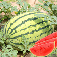 Ministar Seeds Giant Watermelons Seeds Delicious Chinese Fruit WaterMelon Seeds(เมล็ดพันธุ์พืช เมล็ดดอกไม้ พรรณไม้ ต้นไม้ เมล็ดพันธุ์ผัก พันธุ์ไม้ผล ผักซอง ผักสวนครัว plants plant )