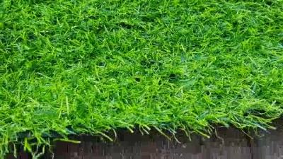 🎉🎉โปรพิเศษ หญ้าเทียม 2 cm. ยกม้วนถูก ม้วนละ 5,999.- ราคาถูก หญ้า หญ้าเทียม หญ้าเทียมปูพื้น หญ้ารูซี หญ้าแต่งสวน แต่งพื้น cafe แต่งร้าน สวย ถ่ายรุป