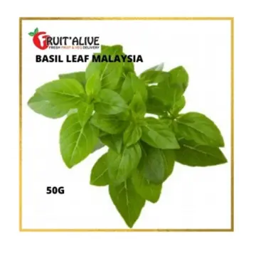 Basil Leaf Best Price in Singapore Mar 2024 Lazada.sg