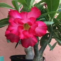 8 เมล็ด เมล็ดพันธุ์ ชวนชม สายพันธุ์ Pink Crown สีชมพู Desert Rose Adenium Seed กุหลาบทะเลทราย ราชินีบอนไซ มีคู่มือปลูก ปลูกประดับบ้าน เป็นมงคล