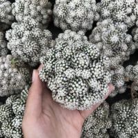 ( PRO+++ ) โปรแน่น.. แมมโอรูกะ ฟอร์มกอ mammillaria gracilis oruga แคคตัส ราคาสุดคุ้ม พรรณ ไม้ น้ำ พรรณ ไม้ ทุก ชนิด พรรณ ไม้ น้ำ สวยงาม พรรณ ไม้ มงคล