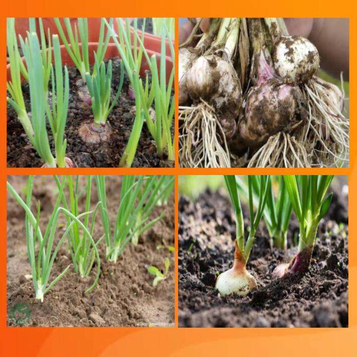 Insecticide pesticide racun serangga (ulat, pelombong daun) untuk