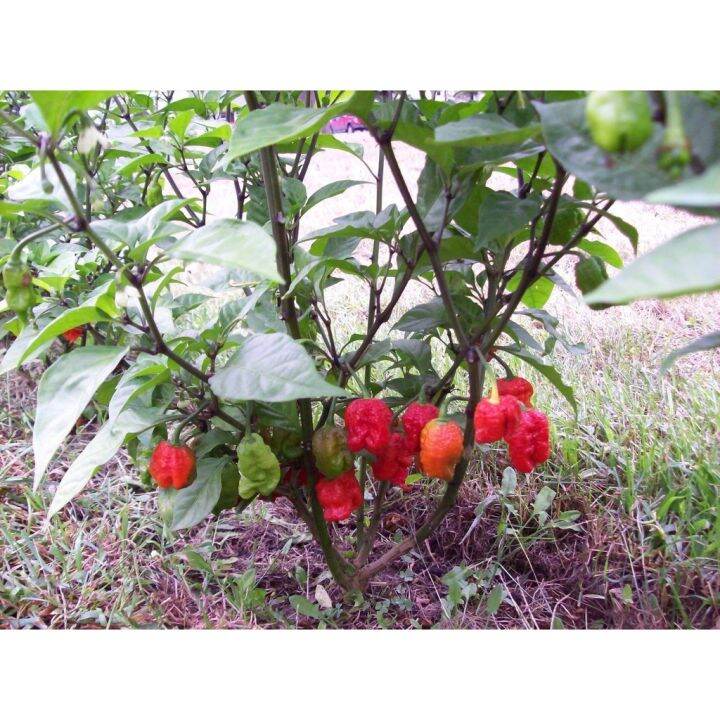 pro-คุ้มค่า-เมล็ดพันธุ์-พริกแคโรไลนา-รีพเปอร์-carolina-reaper-อันดับ1พริกเผ็ดที่สุดในโลก-ซองละ-59-ราคาดี-พรรณ-ไม้-น้ำ-พรรณ-ไม้-ทุก-ชนิด-พรรณ-ไม้-น้ำ-สวยงาม-พรรณ-ไม้-มงคล