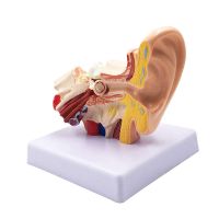 1.5X Human Ear Anatomy Model - Professional Desktop Inner Ear Structure Simulation Model for Education