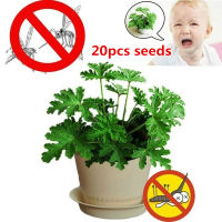 ปลูกง่าย ปลูกได้ทั่วไทย 50Pcs/bag Plant Bonsai Seeds Sweetgrass Mosquito Repelling Mozzie Imbecile Grass Seeds Garden &amp; Home Planting Flower Seeds Vegetable Live Plants Air Plant Seed Benih Tree Pokok Bunga