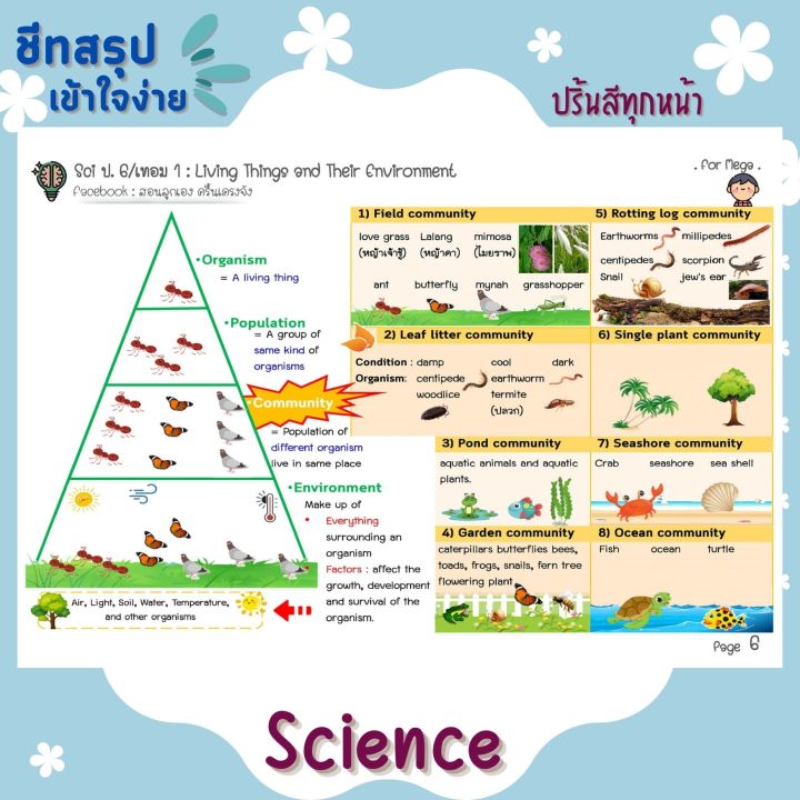 ชีทสรุป-ป-6-เทอม-1-แนวอัสสัม-เซนต์คาเบียล-รวม-5-วิชาหลัก