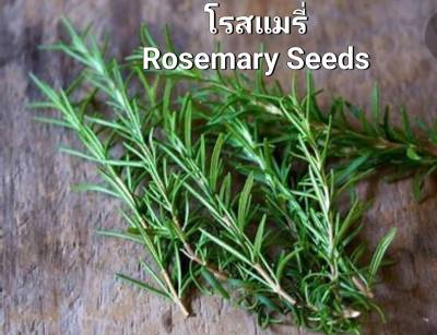 โรสแมรี่ เมล็ดพันธุ์โรสแมรี่ 🍃Rosemary Seeds Holland🍃 นำเข้าจากฮอลแลนด์ บรรจุ 25-30 เมล็ด