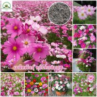 เมล็ดพันธุ์ ดอกคอสมอส Cosmos Flower Seeds ต้นดอกไม้สวยๆ เมล็ดบอนสี เมล็ดดอกไม้ พันธุ์ดอกไม้ ต้นไม้ประดับ ต้นไม้ฟอกอากาศ เมล็ดพันธุ์ ดอกไม้จริง แต่งสวน เมล็ดพันธุ์แท้ 100% ปลูกง่าย ปลูกได้ทั่วไทย บรรจุ 100 เมล็ด - Color Mixing - Flower Seeds for Planting