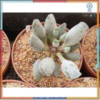 Adromischus cooperi var. festivus อโดรมิสคัส คูปเปอรี เฟสติวัส ยอดขายดีอันดับหนึ่ง