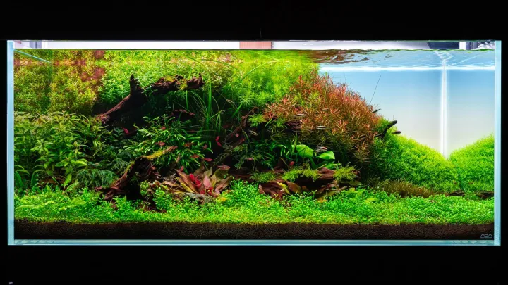 freshwater fish tank background