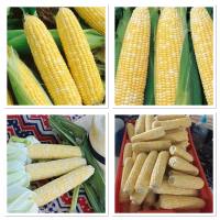 เมล็ดพันธุ์ ข้าวโพดหวาน เซเรนดิพิตี้ (Serendipity Triple Sweet Corn F1 Seed) บรรจุ 20 เมล็ด