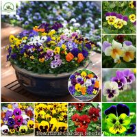 เมล็ดพันธุ์ ดอกแพนซี่ บอนสี Pansy Mix Seeds ต้นดอกไม้สวยๆ เมล็ดบอนสี เมล็ดดอกไม้ พันธุ์ดอกไม้ ต้นไม้ประดับ ต้นไม้ฟอกอากาศ เมล็ดพันธุ์ ดอกไม้จริง แต่งสวน เมล็ดพันธุ์แท้ 100% ปลูกง่าย ปลูกได้ทั่วไทย บรรจุ 100 เมล็ด - Color Mixing - Flower Seeds for Planting