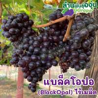 กิ่งพันธุ์องุ่น “แบล็คโอปอ” (Black Opal)