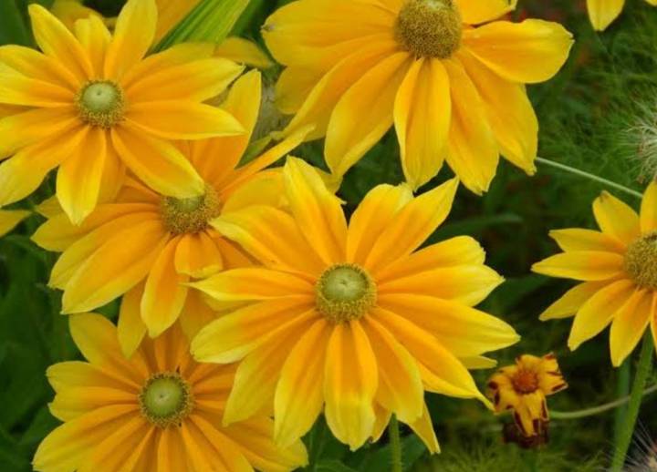 บัวตอง-เมล็ดพันธุ์ดอกบัวตอง-mexican-sunflower-weed-seeds-บรรจุ10-เมล็ด-10-บาท