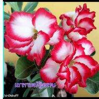 10 เมล็ด เมล็ดพันธุ์ Garden ชวนชม สายพันธุ์ Taiwan ดอกสีแดง Adenium seed กุหลาบทะเลทราย Desert Rose ราชินีบอนไซ เมล็ดปลูก ตกแต่งสวน อัตรางอก 80-90%