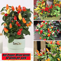 【ขายเมล็ดพันธุ์ 】พริกประดับ คละสี ห่อละ 50 เมล็ด Bonsai Pepper Seeds เมล็ดผักต่างๆ เมล็ดพันธุ์ผัก Organic Vegetable Seeds Green Plant Seed ปลูกผัก สวนครัว บอนสี ต้นไม้ บอนสีหายาก เมล็ดบอนสี ต้นไม้ฟอกอากาศ ขายราคาถูก เมล็ด ปลูกง่าย ปลูกได้ทั่วไทย