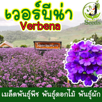 เวอร์บีน่า เมล็ดพันธุ์ดอกไม้ 400 เมล็ด  Verbena ปลูกง่าย ดอกสวย ดอกเวอร์บีน่า