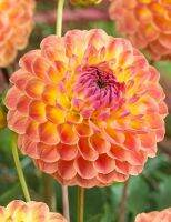 1 หัว/ออเดอร์ รักเร่ Dahlia Bulb สายพันธุ์ LAKELAND AUTUMN หัวรักเร่ ดอกไม้ หัวหน่อ เหง้า นำเข้า เนเธอร์แลน หัวสดใหม่