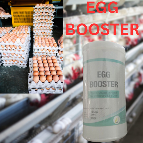 BOOST EGG PRODUCTION IN LAYER FARMS 1KG EGG BOOSTER WATER SOLUBLE