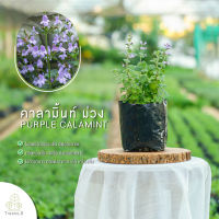 Treeno.9  T218 คาลามิ้นท์ดอกสีม่วง (Calamint) ส่งแบบ ถุงดำ 6 นิ้ว !ราคาสุดพิเศษ! กลิ่นหอม ดอกออกเยอะและมีกลิ่นหอม ใช้ปรุงและประดับอาหาร