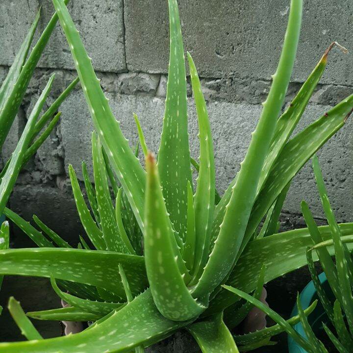 ALOE VERA UPROOTED(Luzon area only) Lazada PH