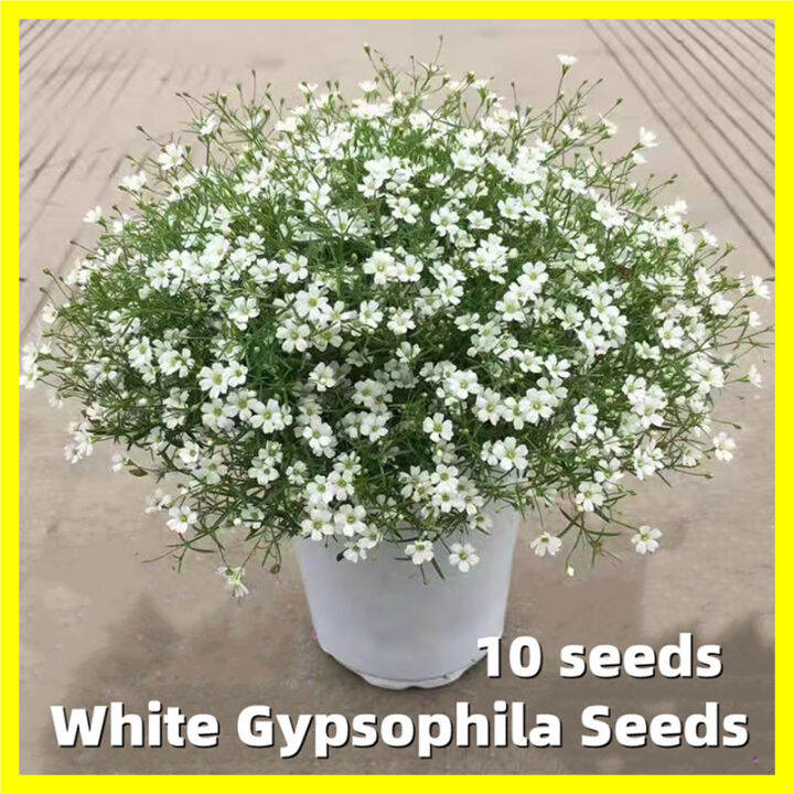 Gypsophila Flower Seeds Fresh 10 Seeds White Gypsophila Seeds for Planting Flower Seeds for