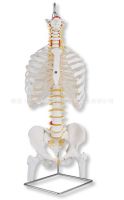 Cross-border with ribs and classical flexible spine model skeleton model of the femoral head