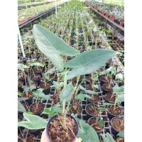 ( Pro+++ ) คุ้มค่า ต้นอโลคาเซีย เซบริน่า อโลคาเซีย ม้าลาย Alocasia Zebrina ราคาดี พรรณ ไม้ น้ำ พรรณ ไม้ ทุก ชนิด พรรณ ไม้ น้ำ สวยงาม พรรณ ไม้ มงคล