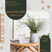 Cheerful Set-Milk Bush ต้นพญาไร้ใบ พร้อมกระถาง ชุด เซ็ทพร้อมโชว์ ของตกแต่งบ้าน สุดคุ้ม แจกัน ราคาต่อ 1 ชุด