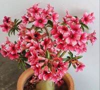 2 เมล็ด เมล็ดพันธุ์ ชวนชม สายพันธุ์ Hawaii สีแดง Bonsai Desert Rose Adenium Seed กุหลาบทะเลทราย ราชินีทะเลทราย บอนไซ มีคู่มือปลูก