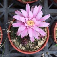 Plants Center พร้อมส่ง(cuihg)กระบองเพชร แคคตัส cacuts Gymnocalycium anisitsii (K.Schum.)Britt .et Rose ยิมโนคาไลเซี่ยม แอนนิสสิ บริตตัน แอนด์ โรส