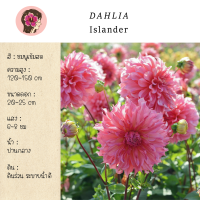 หัวรักเร่/ดาห์เลีย(Dahlia) พันธุ์ Islander ตางอกพร้อมปลูก