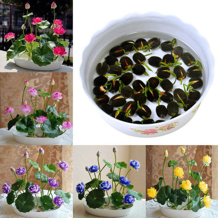 Ready Stock Philippines 20Pcs Mini Lotus Seeds Water Lily Lotus Seed Home Garden Bonsai Multi