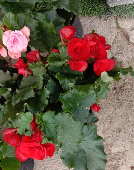 Begonia Rose Plant / Anak Pokok Bunga Begonia ( Live Plant)[Red or Pink  Color] | Lazada