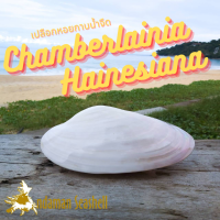 Andaman seashell เปลือกหอยกาบน้ำจืดประกบคู่ ขัดมุก (Chamberlainia Hainesiana)