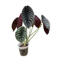 Alocasia Cuprea Red Secret (อโลคาเซีย คูเปีย เรด ซีเครท) ต้นสวยๆ ไม้ใบ ไม้ประดับ ตกแต่งบ้าน