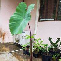 Colocasia  Esculenta Black Stem  (ใบกำมะหยี่) ก้านดำ ใบเขียวมรกต เป็นบอนขนาดใหญ่ ใบกว้าง สูงได้ถึง 2-3 เมตร ฟอร์มสวย ชอบดินแฉะๆ ขยายพันธุ์ได้รวดเร็ว