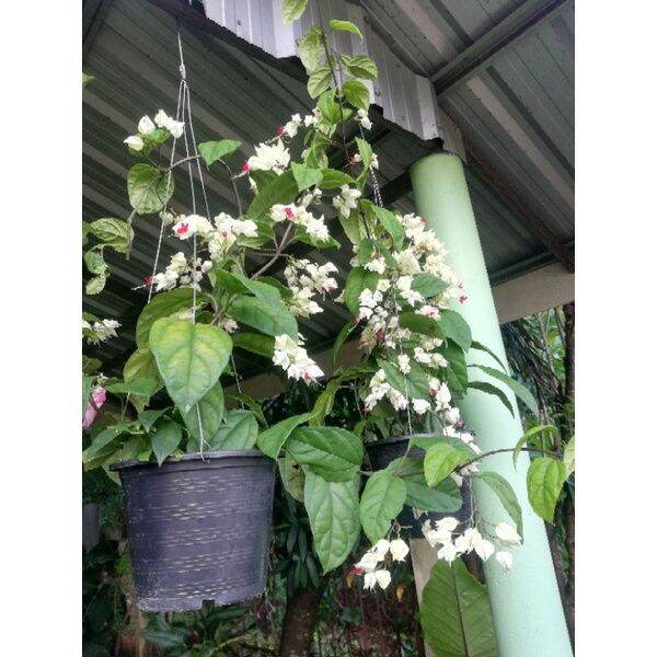 ต้นมังกรคาบแก้ว-กระถาง-11-นิ้ว-ราคา-140-บาทค่ะ