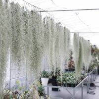 Tillandsia usneoides หรือ ต้นหนวดฤาษี เป็นต้นไม้ที่มีลักษณะพิเศษเฉพาะตัว ตกแต่งบ้าน และสวน ได้สวยมาก