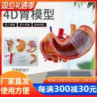 4 d stomach model body parts assembled model stomach anatomical model structure educational toys